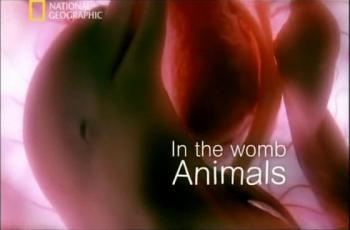    - ,  / In the womb animals