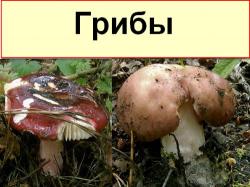 Полезные советы по дому скачать торрент