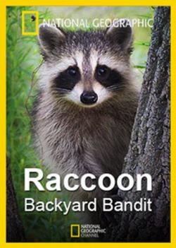 National Geographic:   / Raccoon. Backyard Bandit VO
